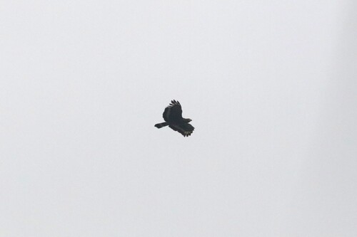 Crested Serpent-Eagle