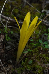 Sternbergia colchiciflora