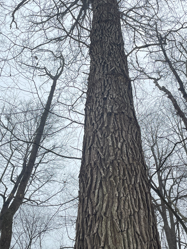 red hickory (Carya ovalis)