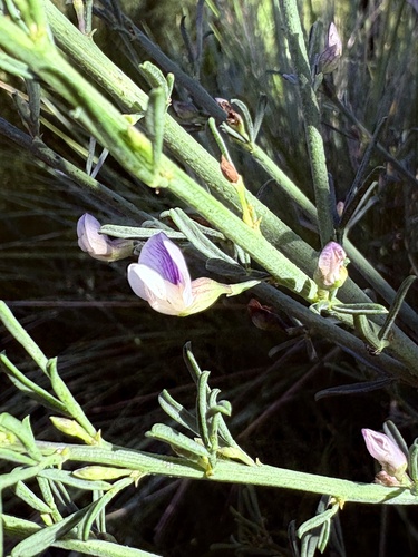 Violet-flash Fountainbush (Psoralea axillaris)