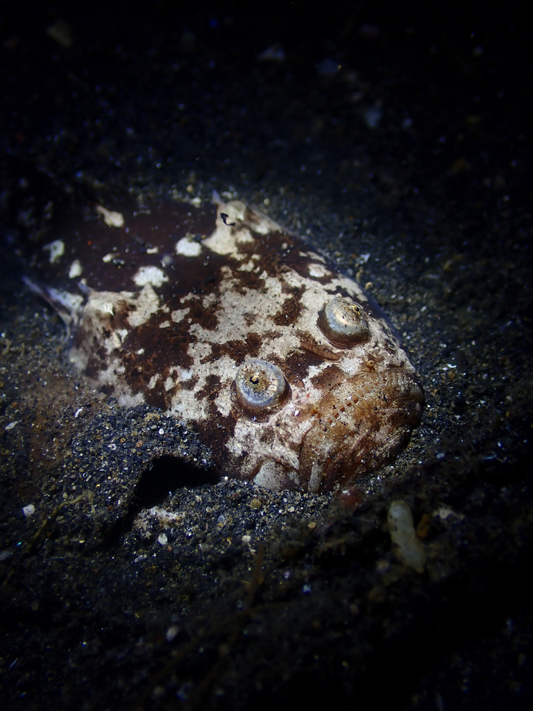 Marbled Stargazer (Uranoscopus bicinctus)