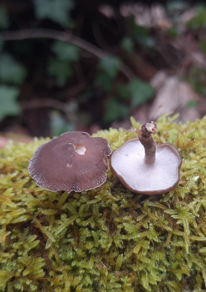 Lentinus brumalis · February 2026 · photo: © yellowplant (iNaturalist, cc-by)