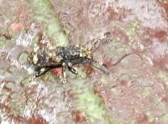 Eucorynus crassicornis