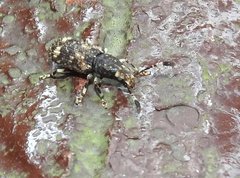 Eucorynus crassicornis