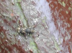 Eucorynus crassicornis
