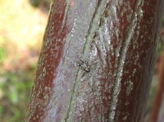 Eucorynus crassicornis