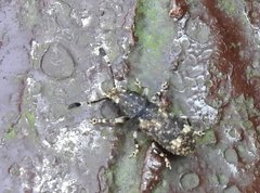 Eucorynus crassicornis