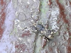 Eucorynus crassicornis
