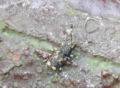 Eucorynus crassicornis