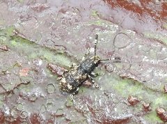 Eucorynus crassicornis