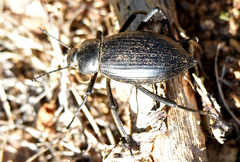 Eleodes eschscholtzii lucae
