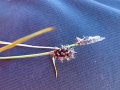Carex membranacea