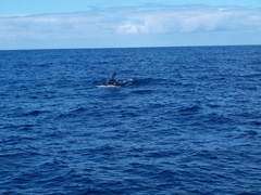 Globicephala