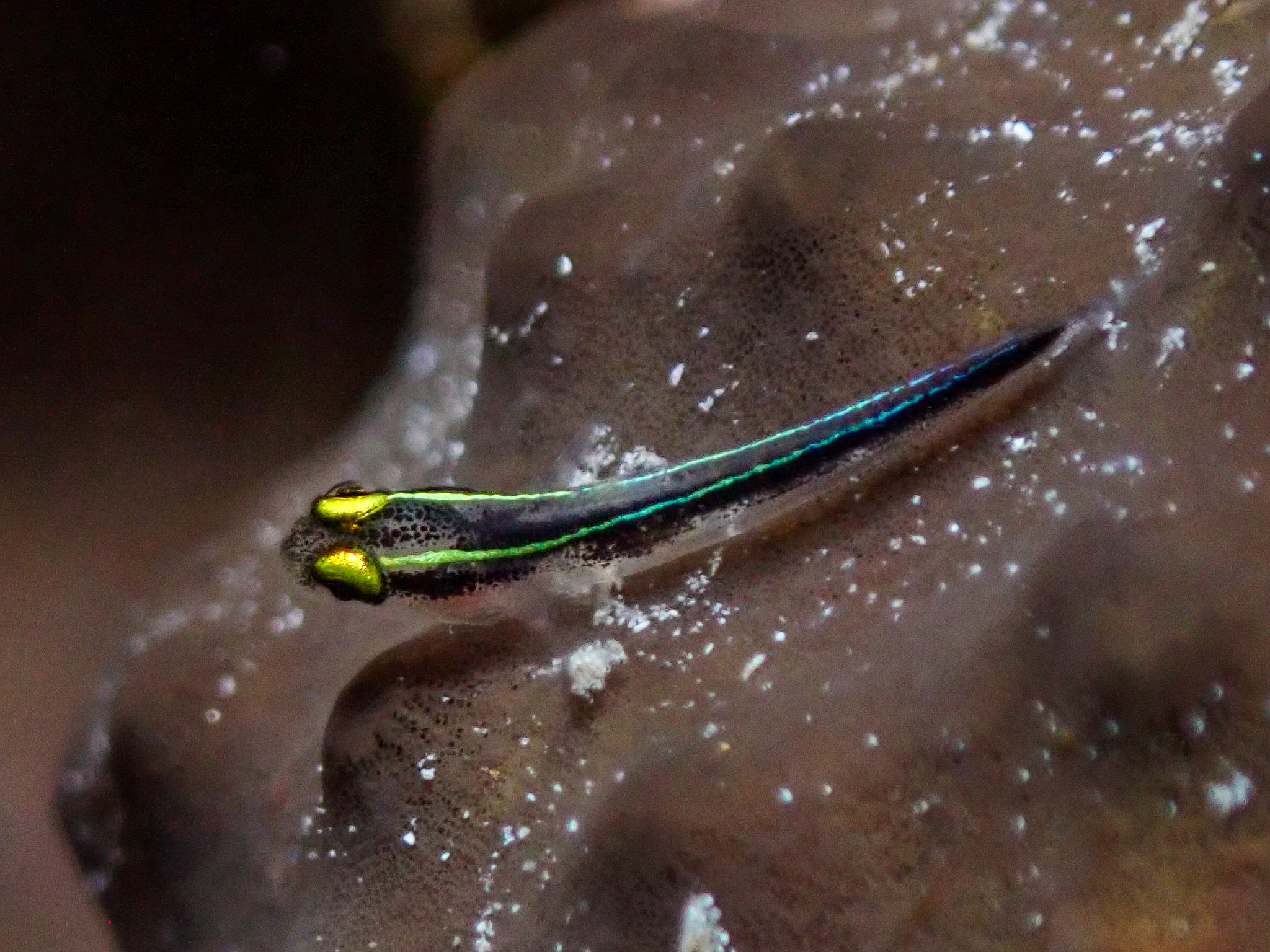 Cayman Sponge Goby photo 6