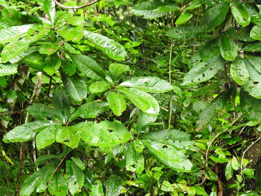 Sideroxylon stevensonii