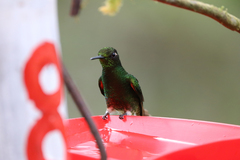 Boissonneaua flavescens