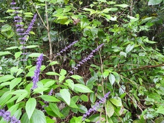 Salvia whitefoordiae
