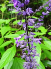Salvia whitefoordiae