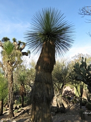 Yucca queretaroensis