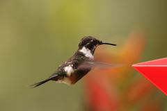 Philodice mitchellii