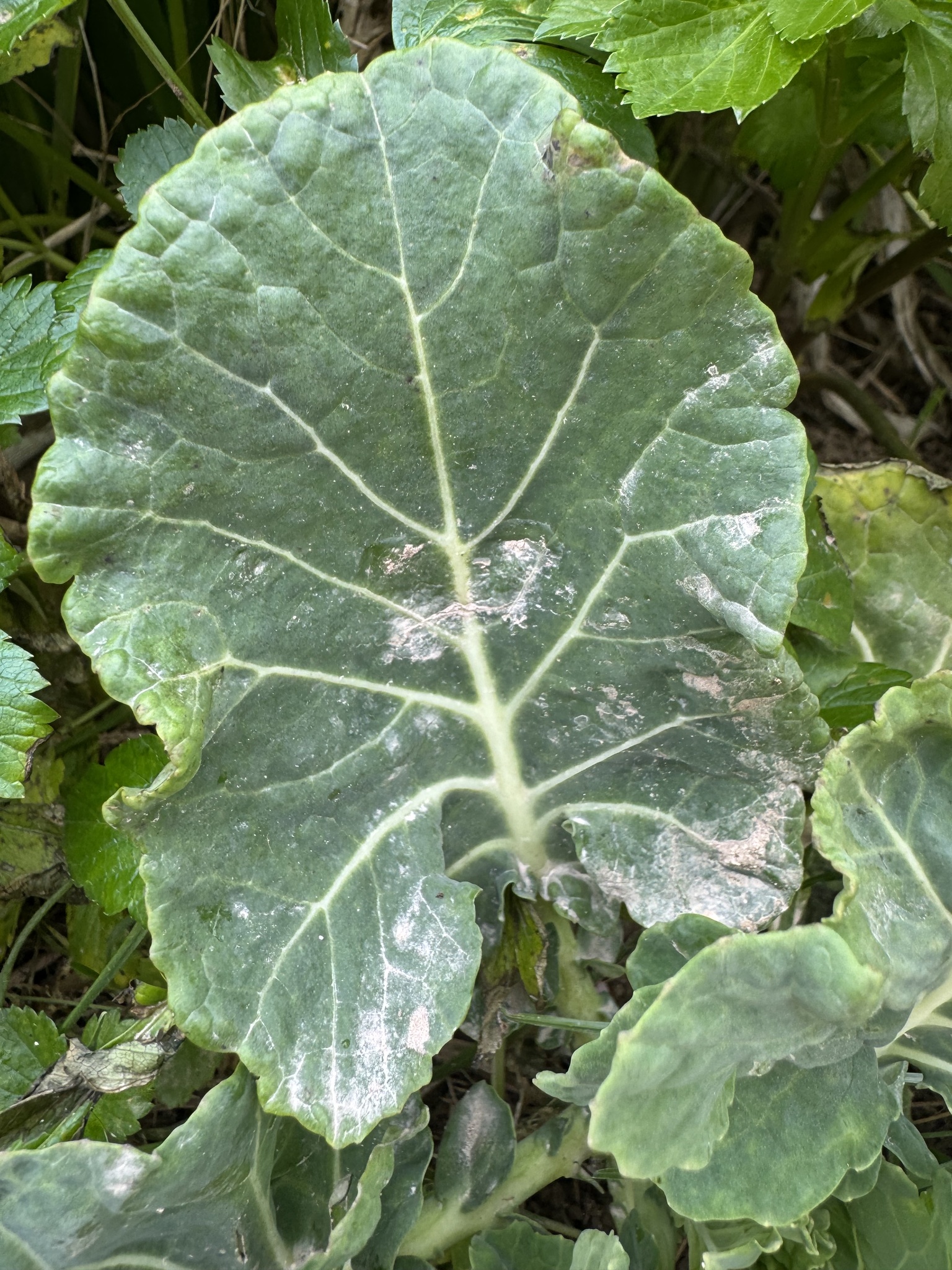 Cabbage