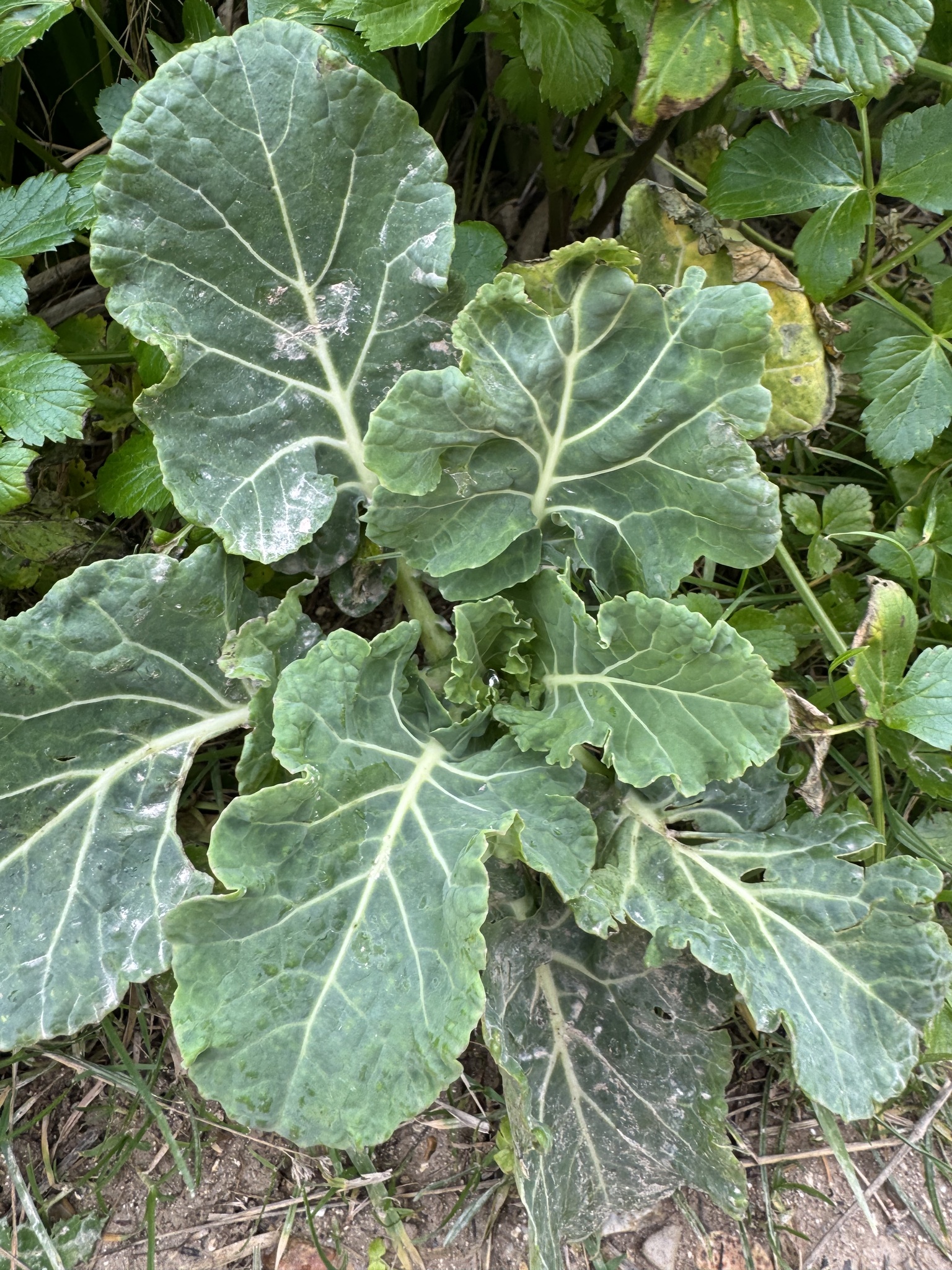 Cabbage plant growing in a garden bed