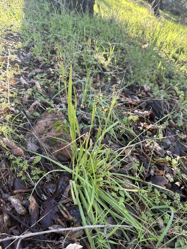 Pacific Woodrush (Luzula comosa)