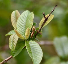 Polistes cubensis