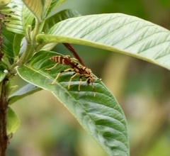 Polistes cubensis