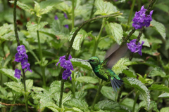 Chlorostilbon melanorhynchus