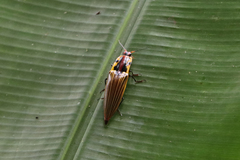 Semiotus imperialis