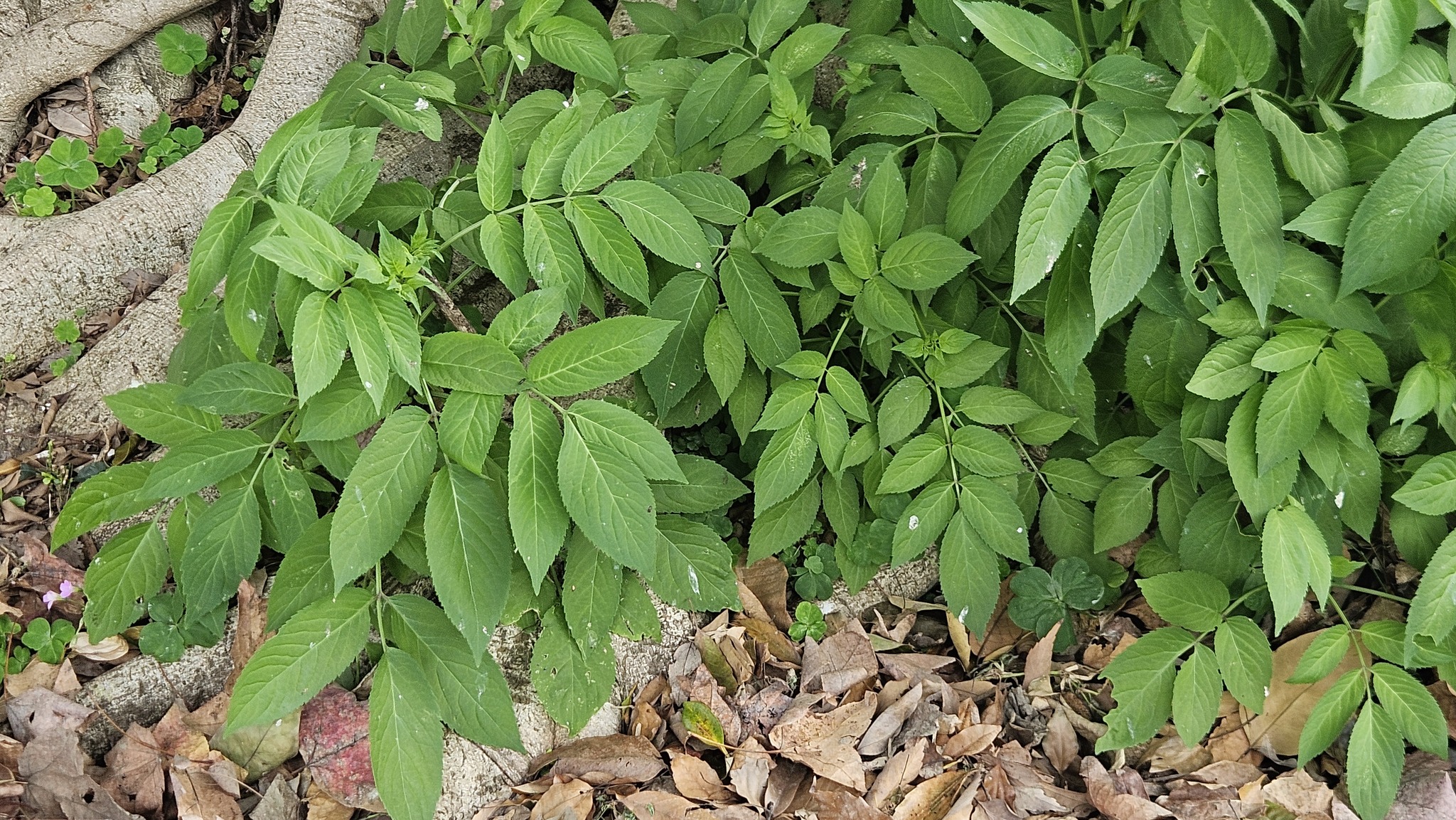 Chinese Elder (Sambucus javanica)