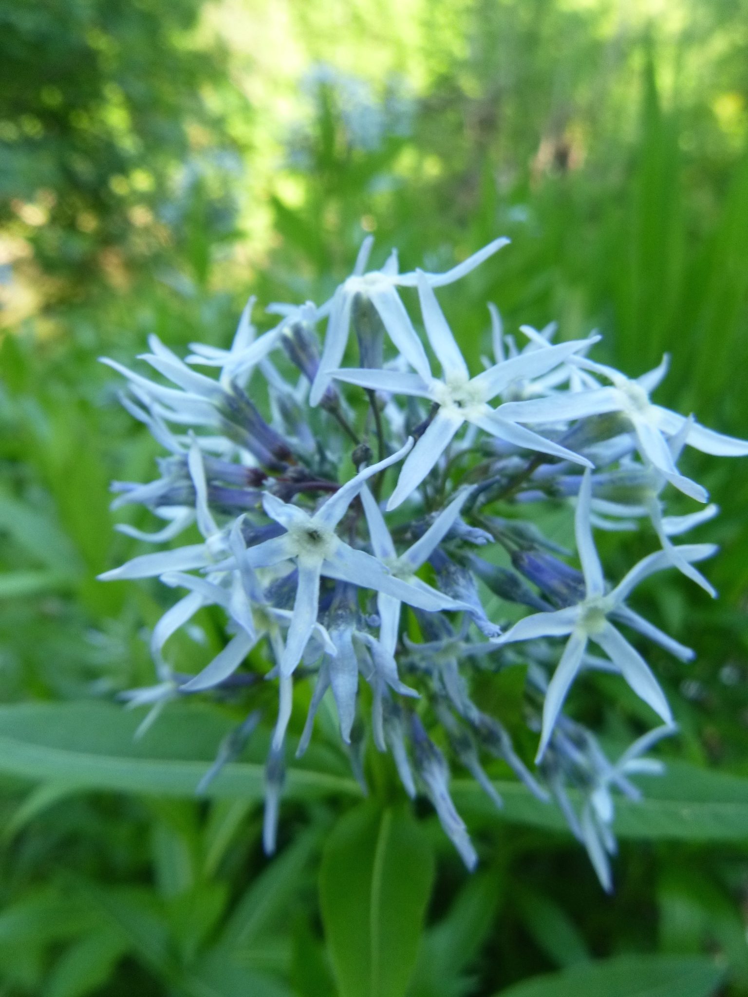Amsonia tabernaemontana var. gattingeri