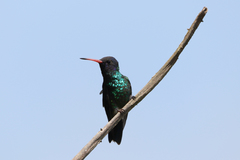 Chrysuronia grayi