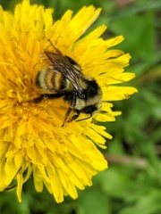 Bombus bifarius