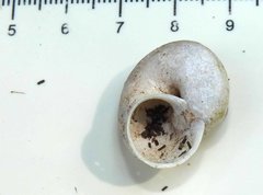 Cyclophorus punctatus