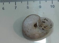Cyclophorus punctatus