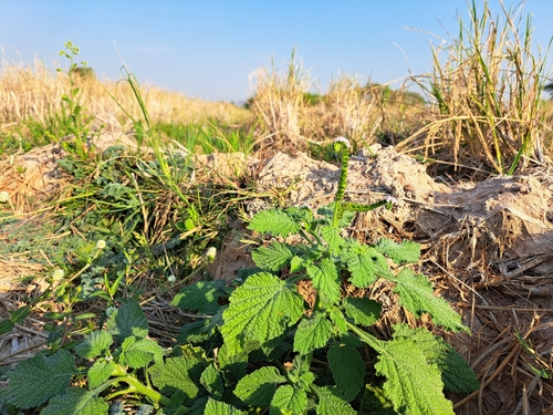Indian Heliotrope