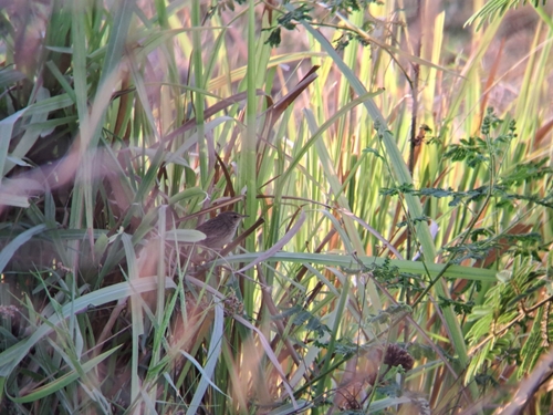 Lanceolated Warbler