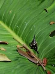 Gasteracantha hecata