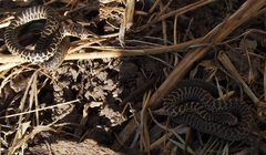 Coluber constrictor mormon