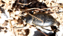 Eleodes eschscholtzii lucae