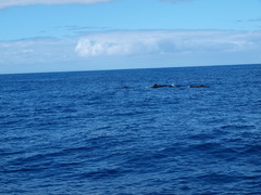 Globicephala