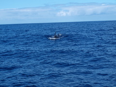 Globicephala