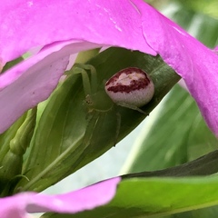 Australomisidia rosea