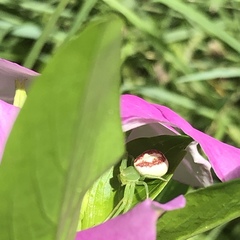 Australomisidia rosea