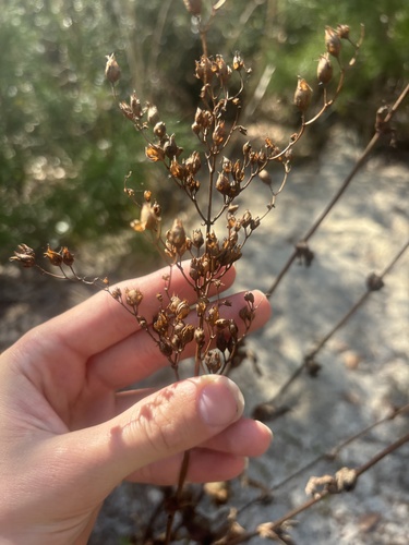 Manyflower Beardtongue (Penstemon multiflorus)