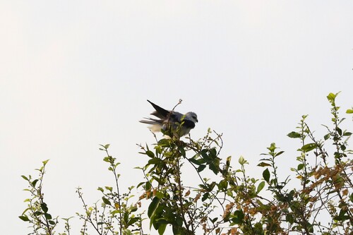 Black-winged Kite