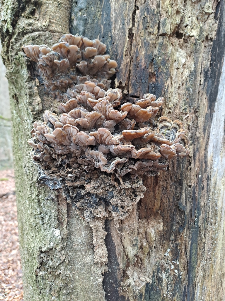 Auricularia mesenterica · February 2026 · photo: © amselie (iNaturalist, cc-by-nc)