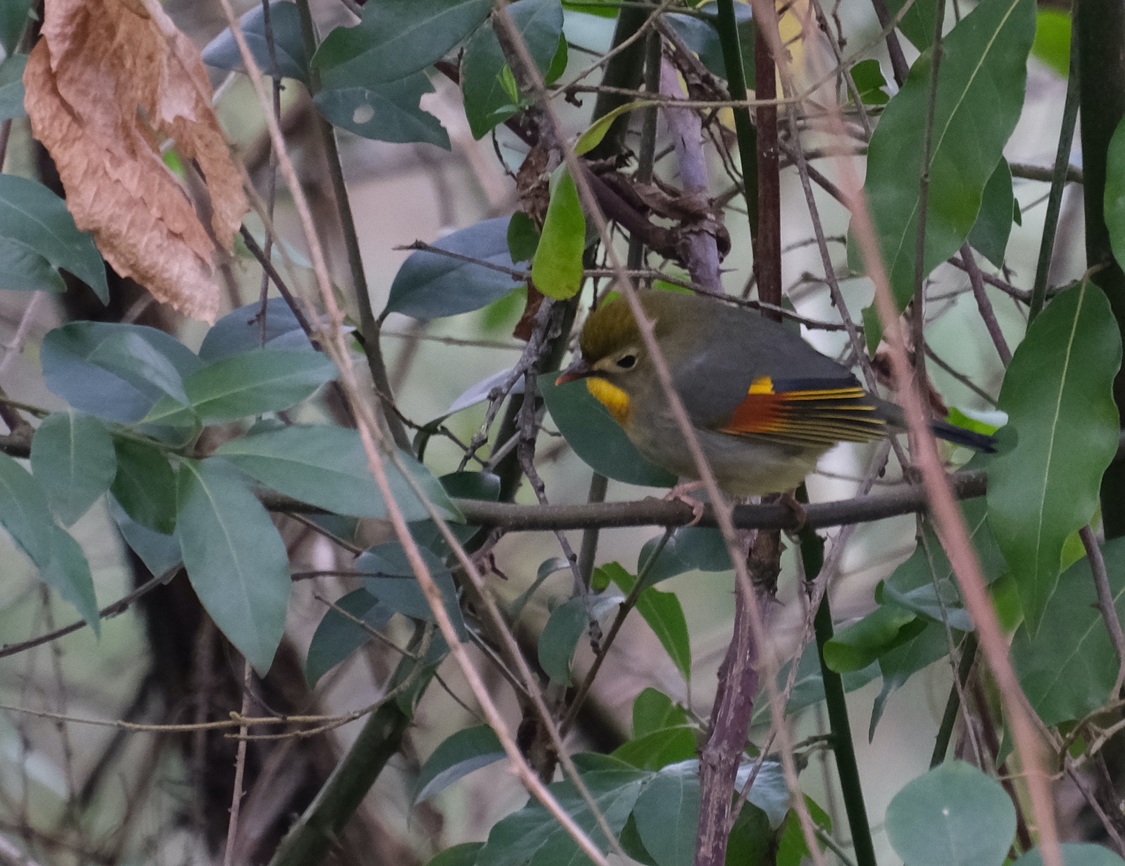 Red-billed Leiothrix (Leiothrix lutea), photo 4